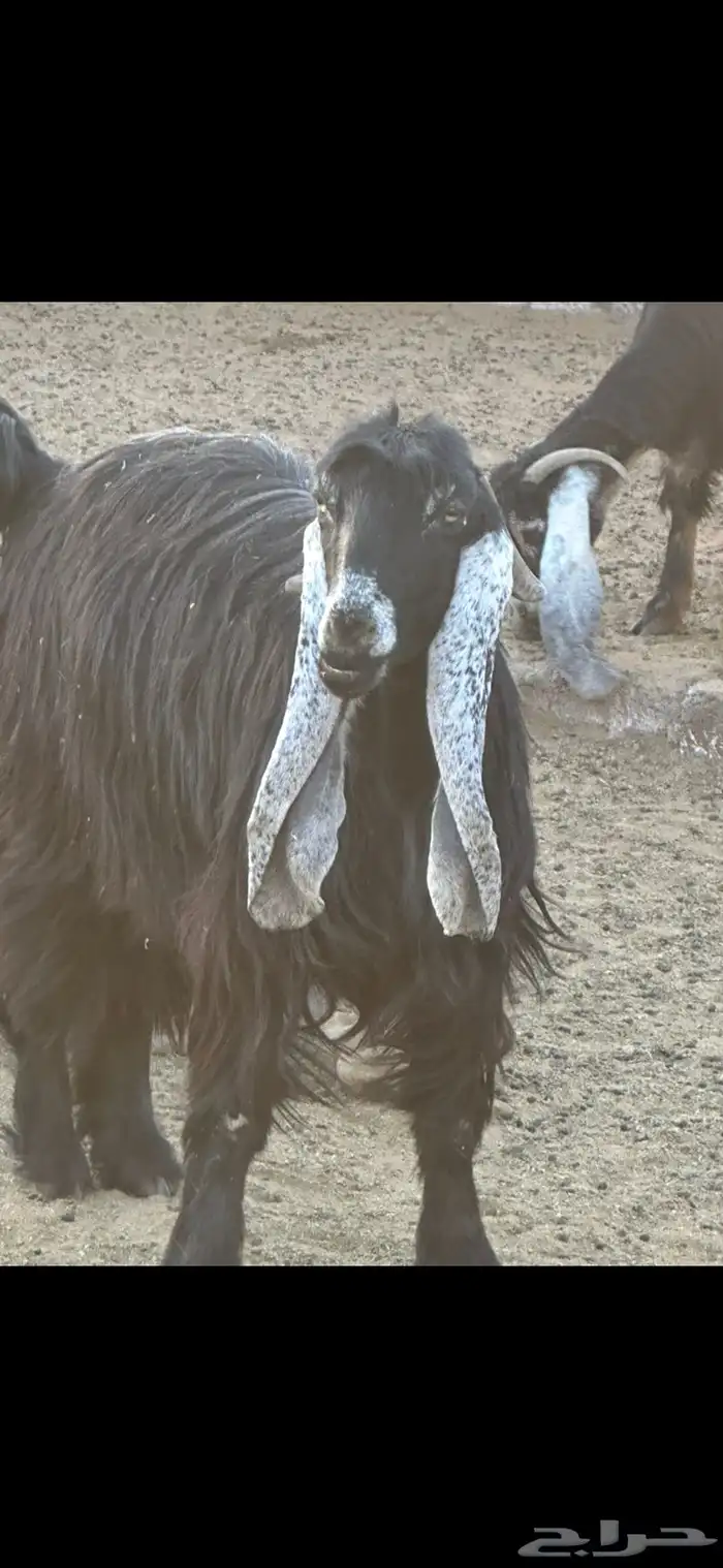 معزاء صنف و تيس صنف و معرفات 0