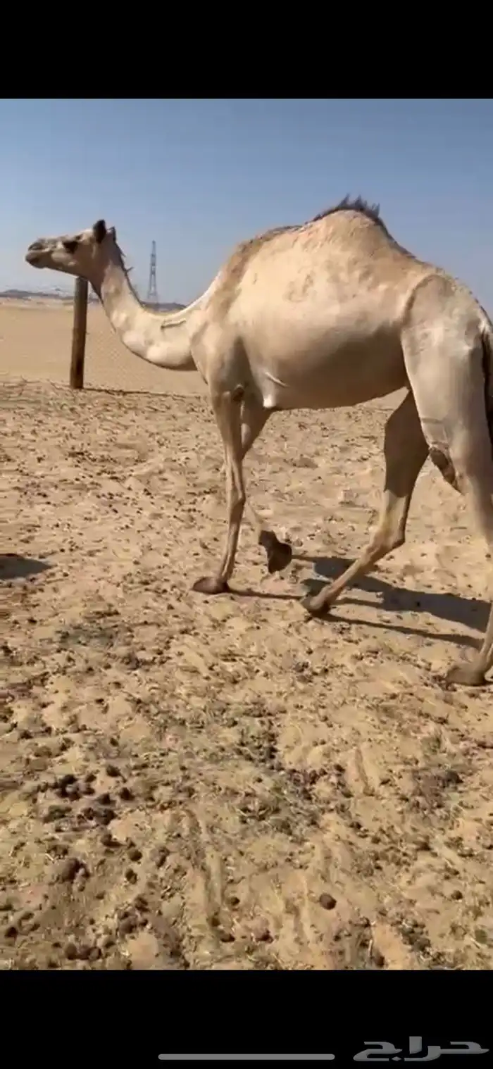 هجن ذلول مهجنه ثنو طيبه 0