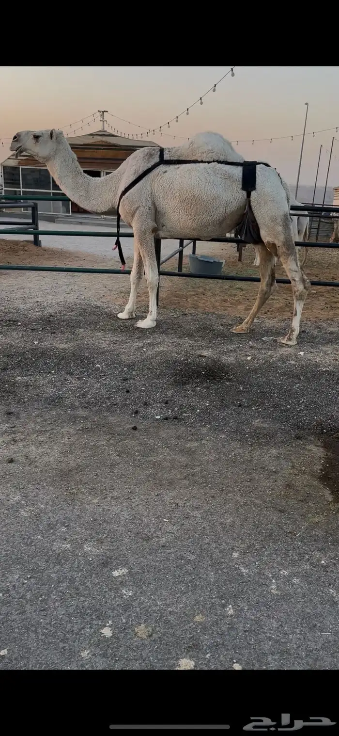 عشراء وضحى حدرها قعود وهديه 0