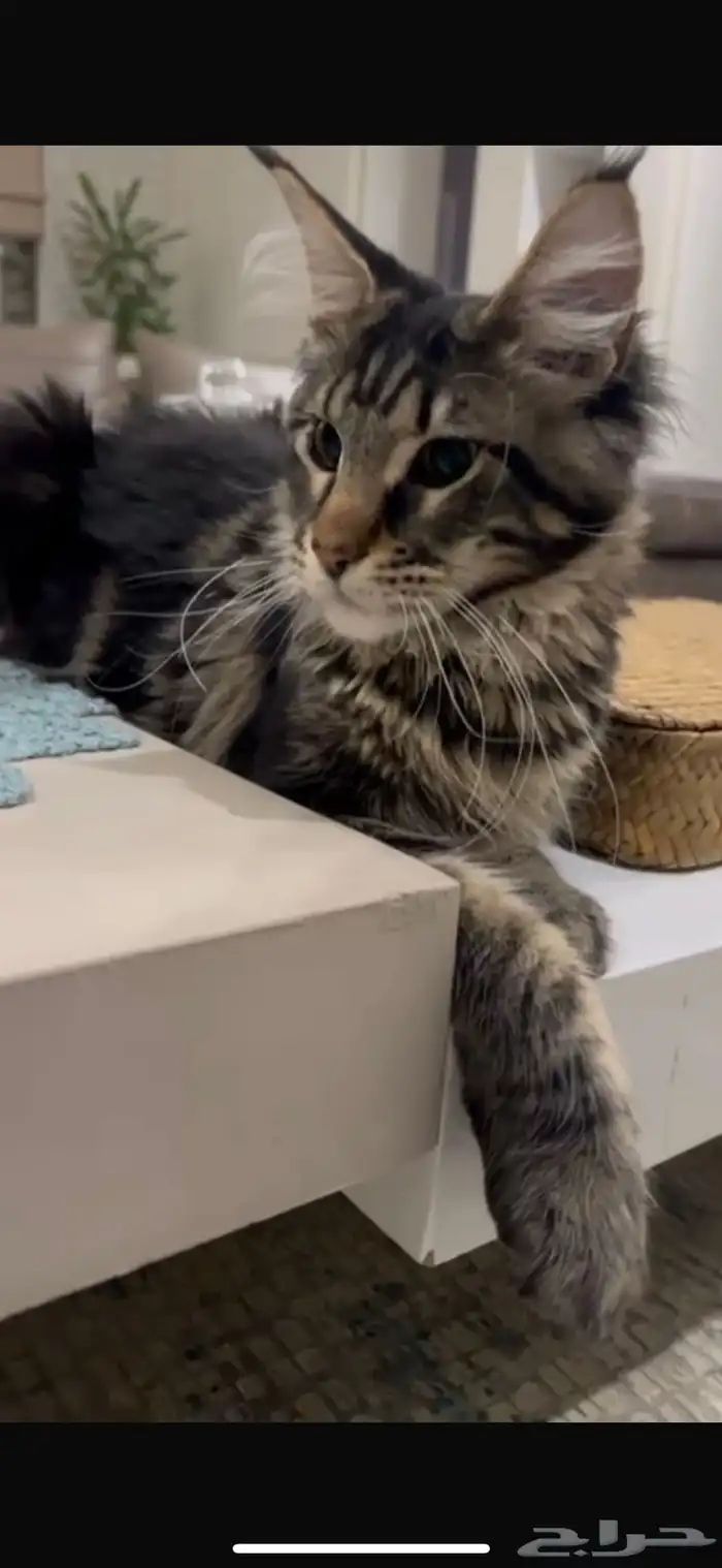 قطط ماين كون العملاقة للبيع 4