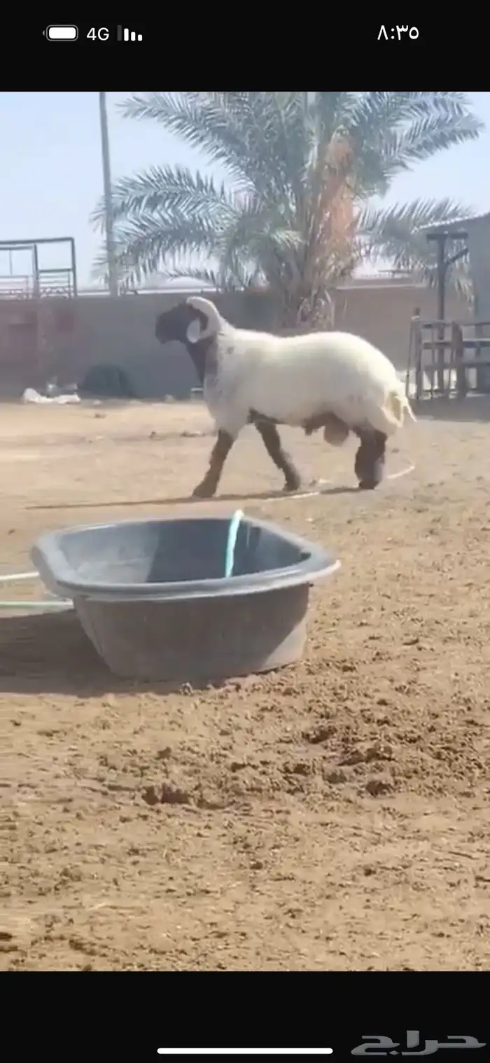 فحل طيب سناد طرف جبار شرط القريع ونسف شرط سليم من كل عدروب 2