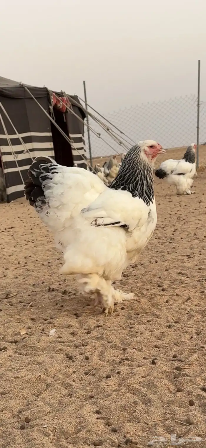 براهما كولمبي لايت بياض   سلالة كونك 4