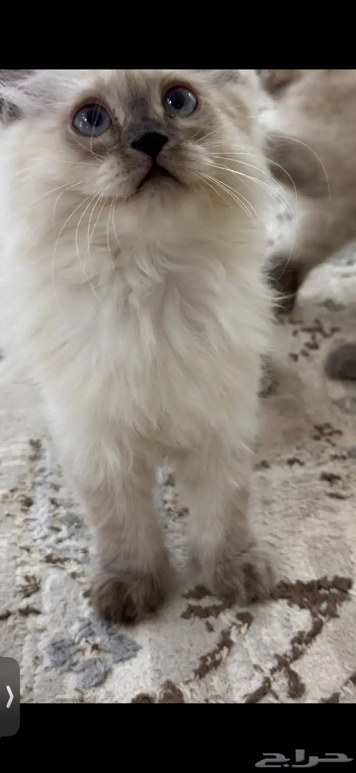 كيتن همالايا للبيع 3