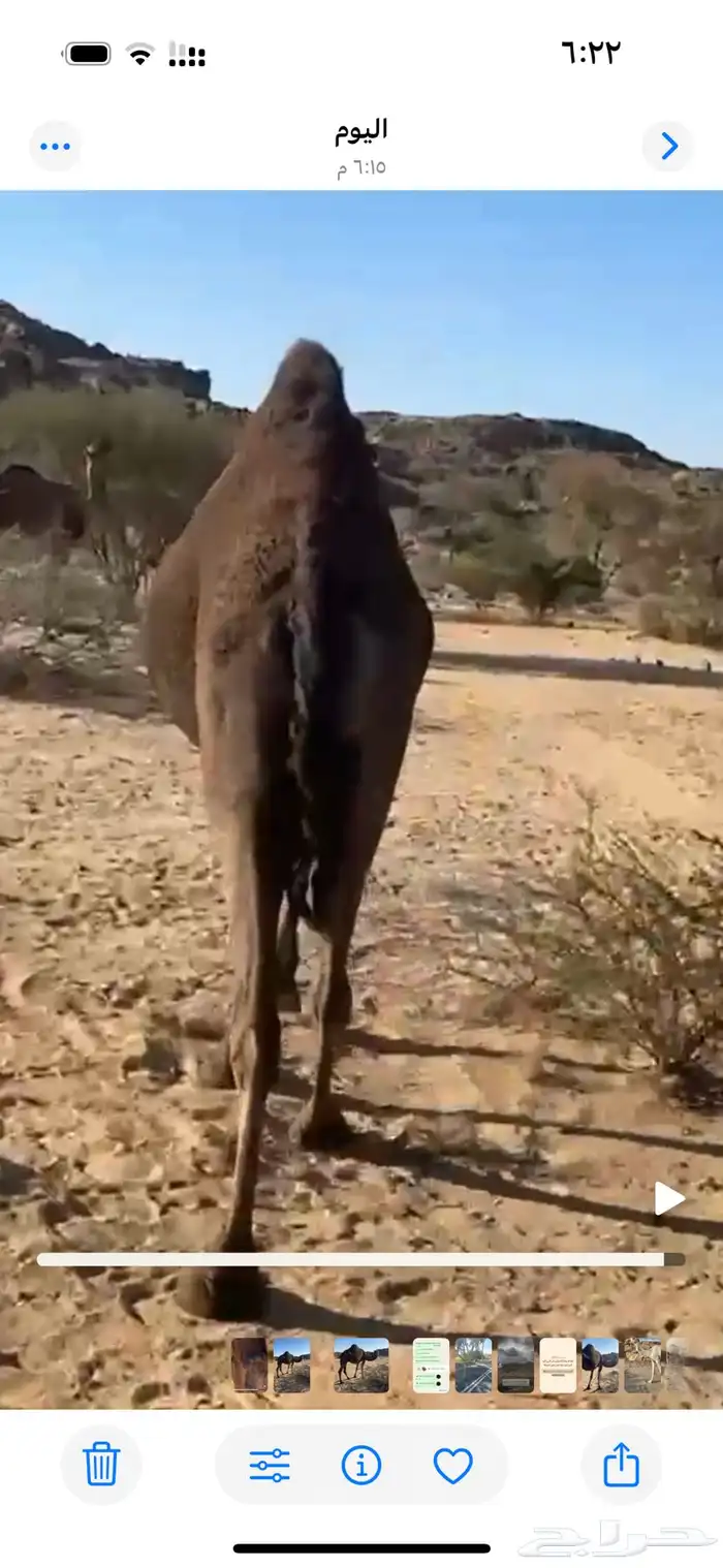 ضروبه سمرا كفو على جميع الشروط 1