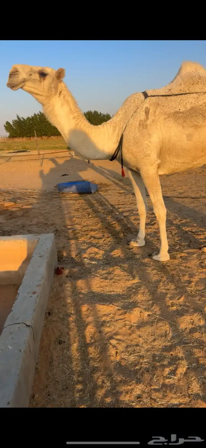 ضروبه رمانيه ام ثالث 2