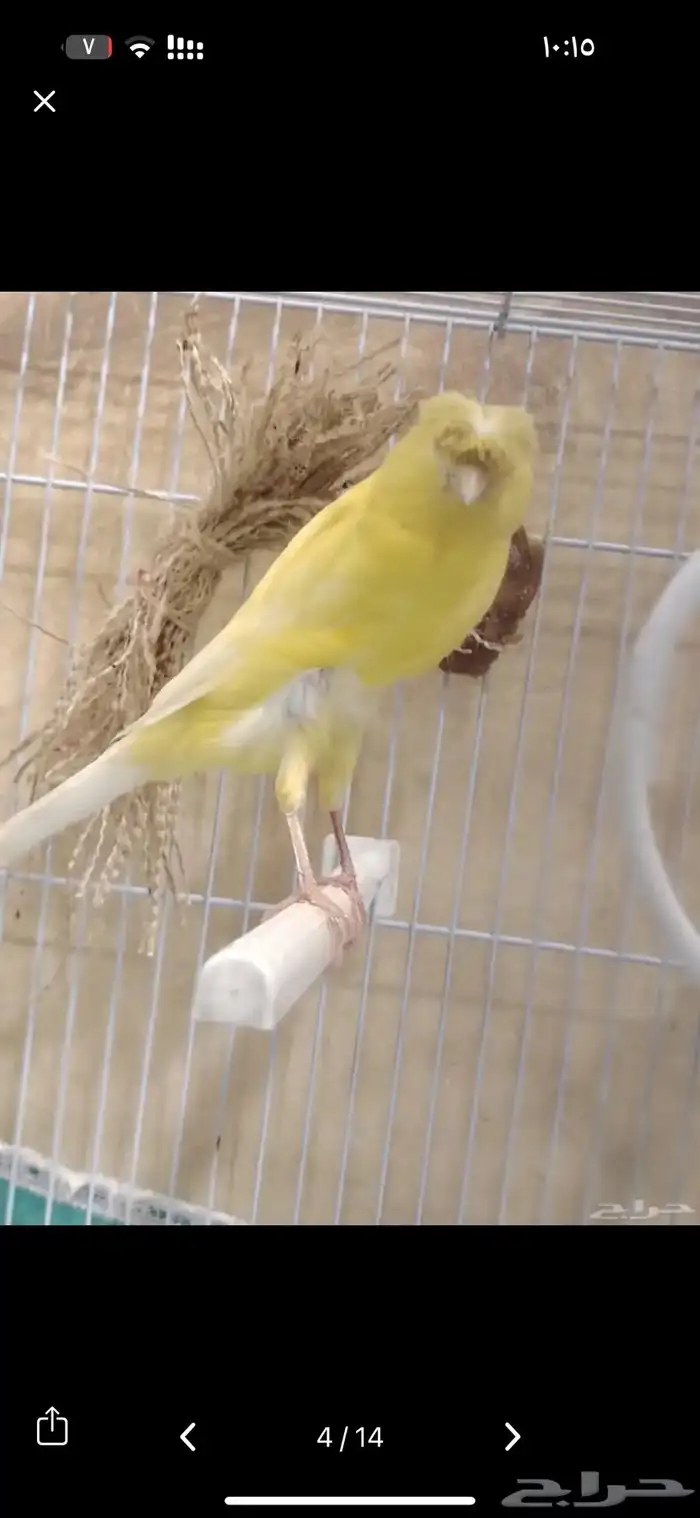 انثى كناري همذاني حجم وطول 0