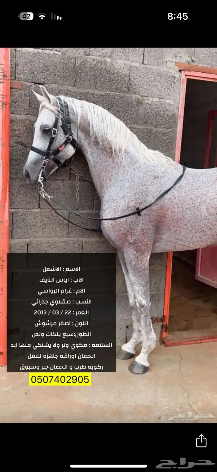 حصان عربي 0