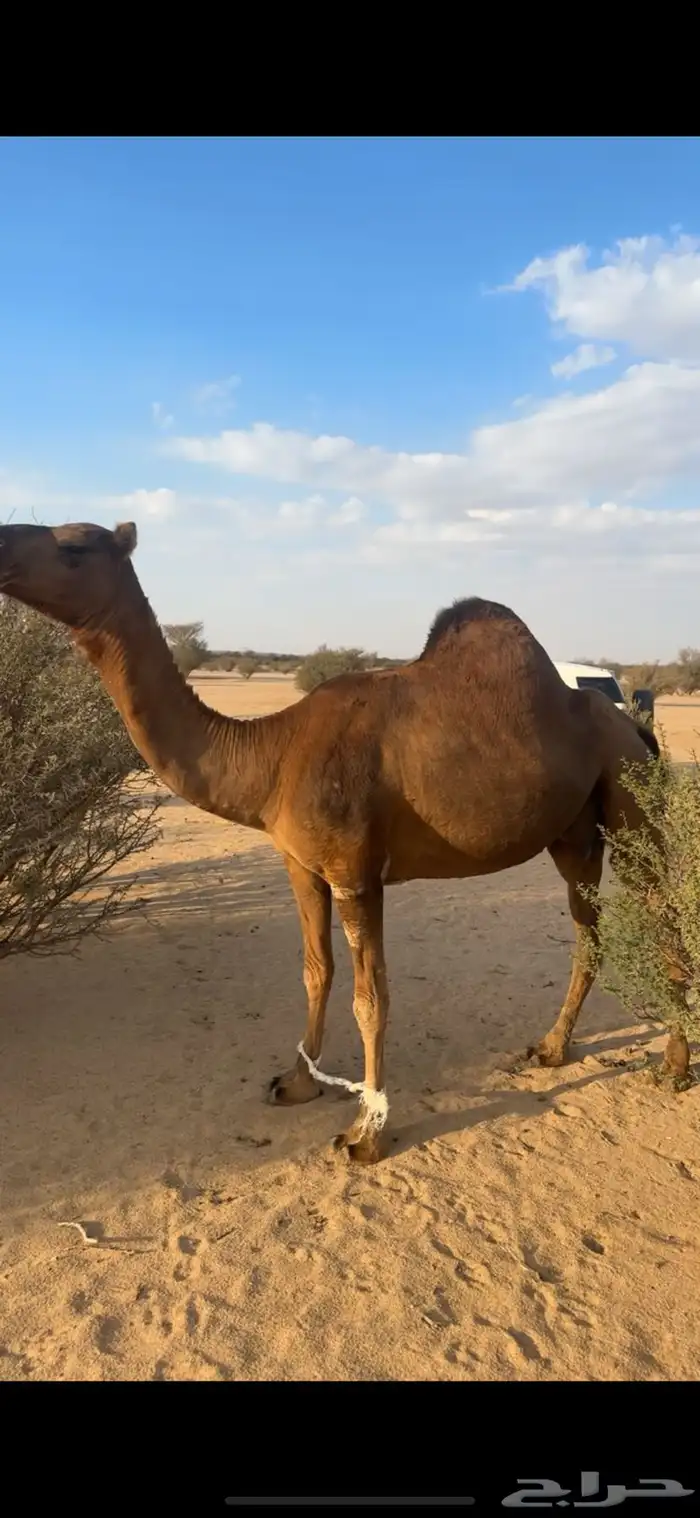 ساحليه دهما 2