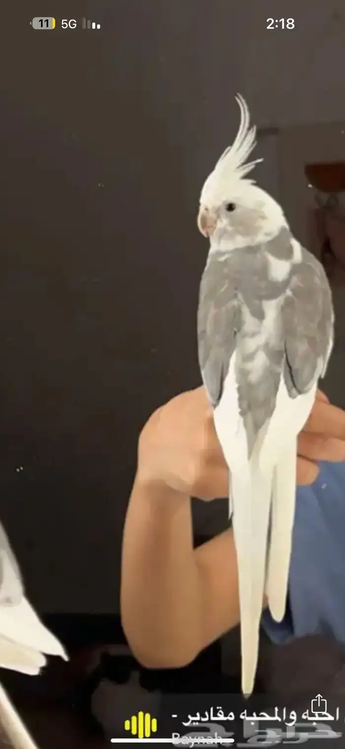 تم البيع تم البيع 0