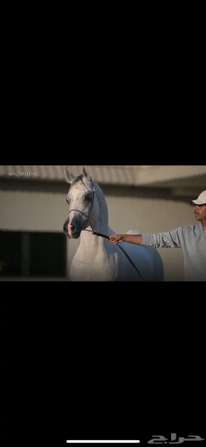 فحل واهو مبيوع 1