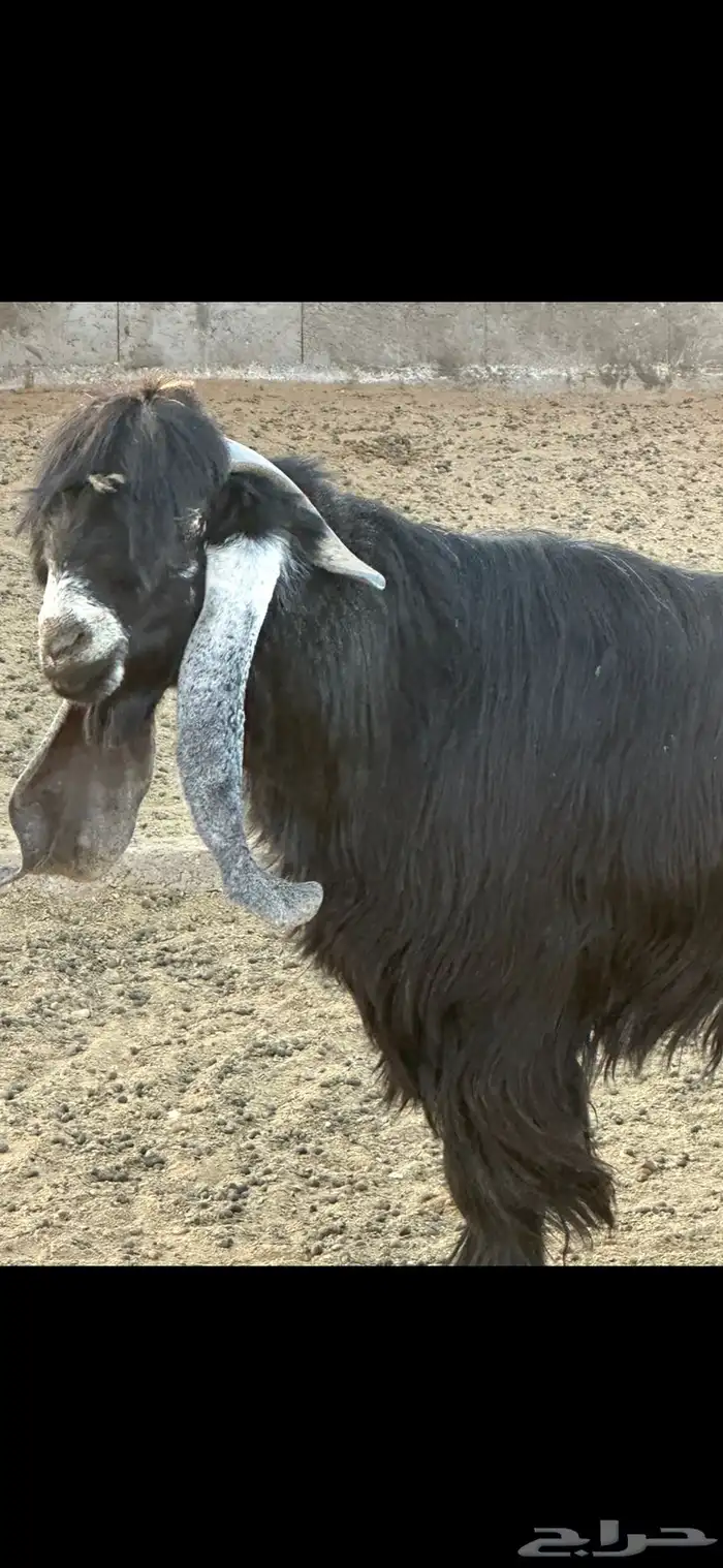 معزاء صنف و تيس صنف و معرفات 5