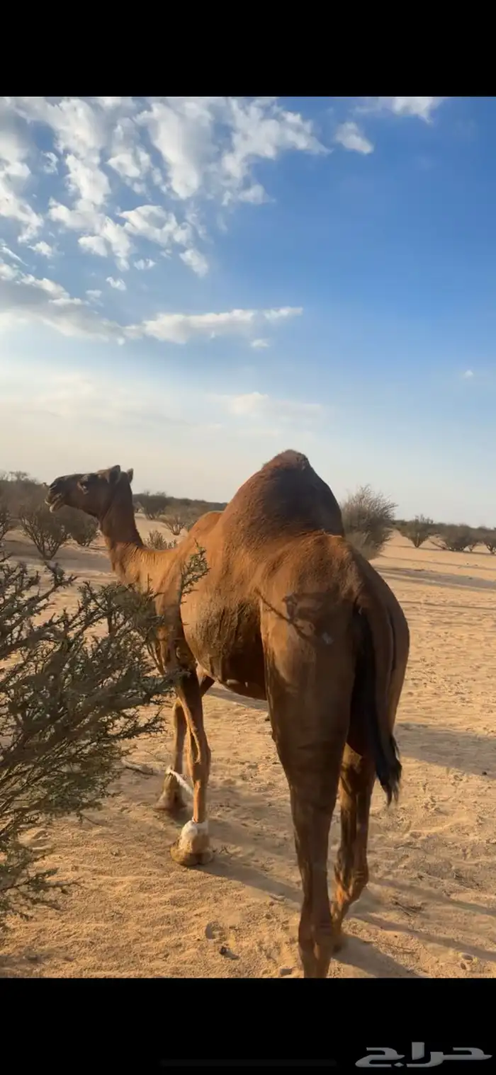 ساحليه دهما 0