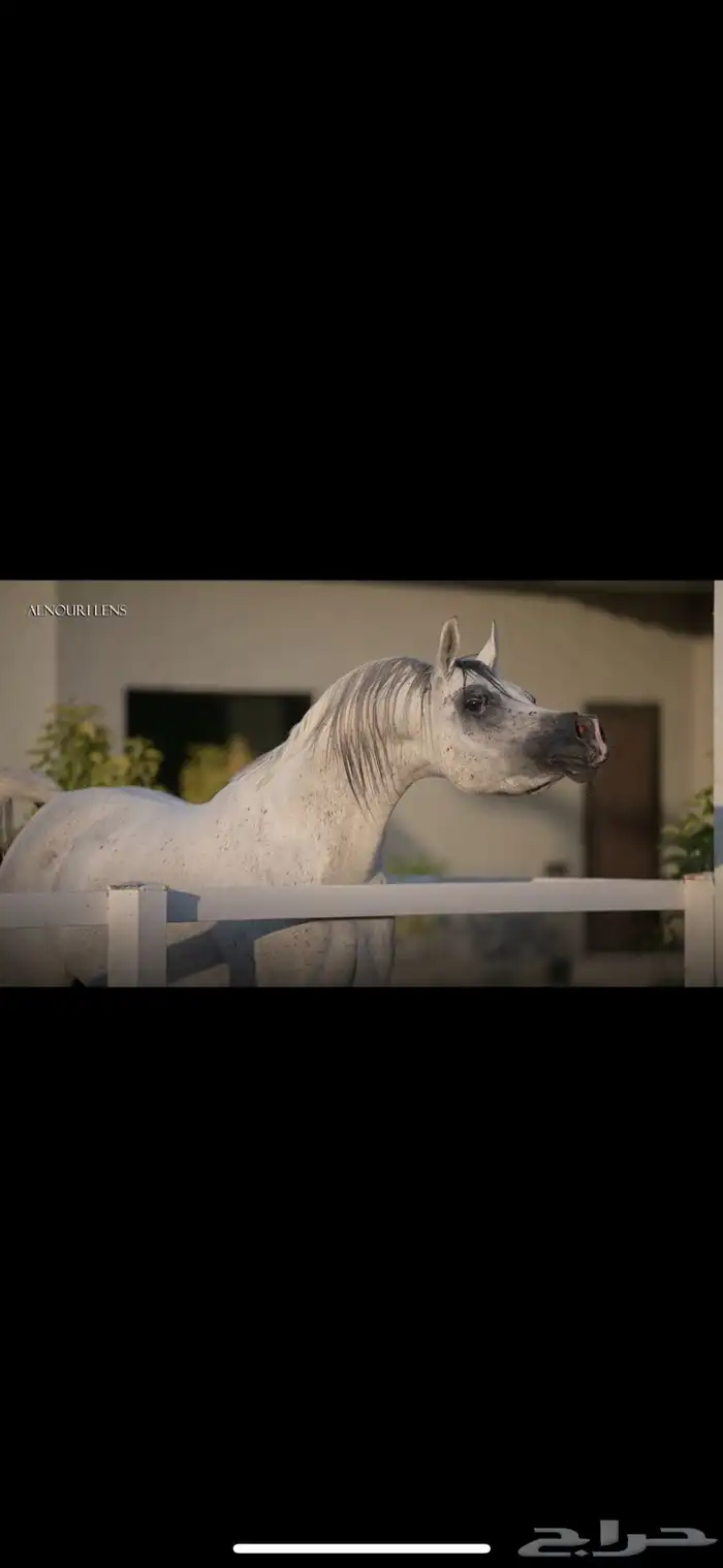 فحل واهو مبيوع 2