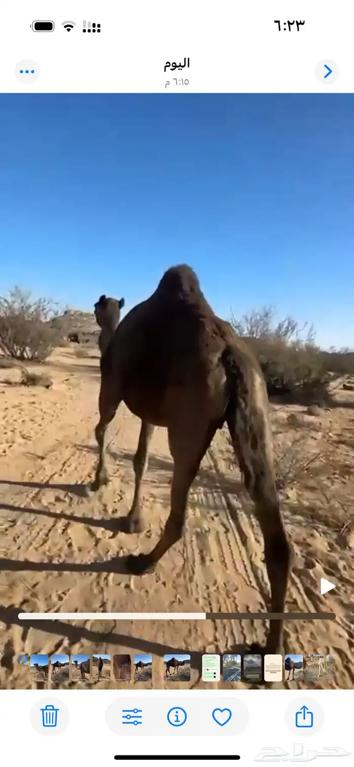 ضروبه سمرا كفو على جميع الشروط 5