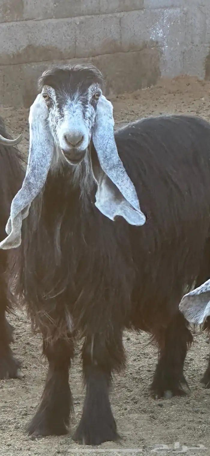 معزاء صنف و تيس صنف و معرفات 1