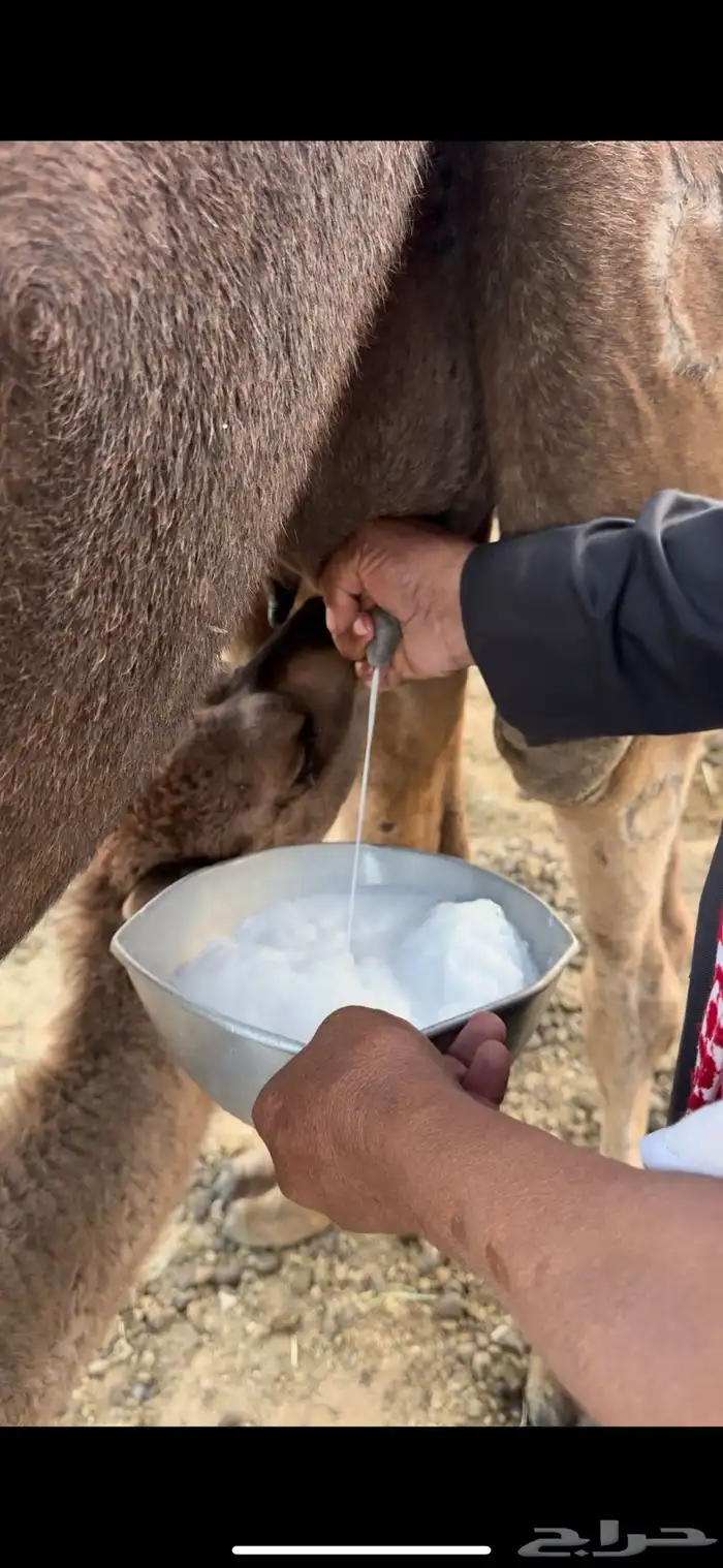 خلفه مصغر حمرا دهما ساحليه 4