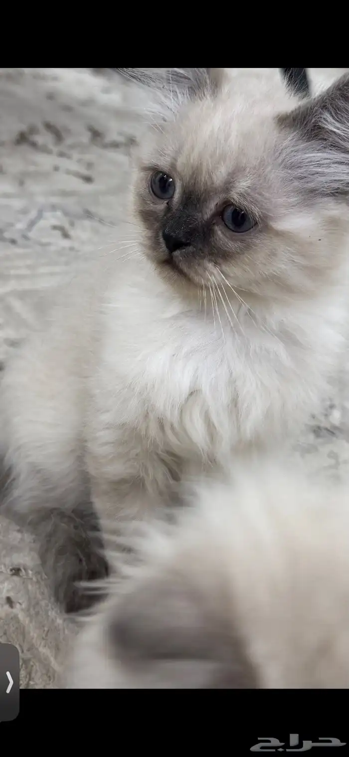 كيتن همالايا للبيع 5