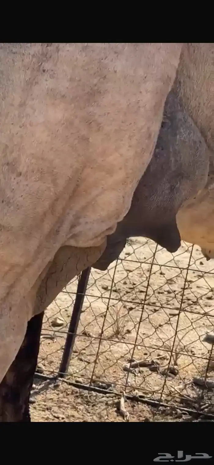 ناقه ملاقي 0