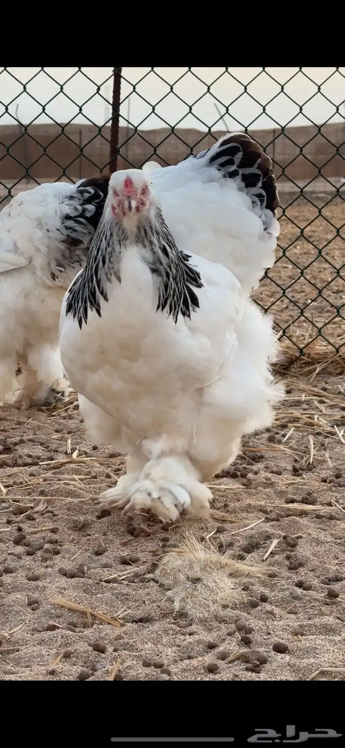 براهما كولمبي لايت بياض   سلالة كونك 5