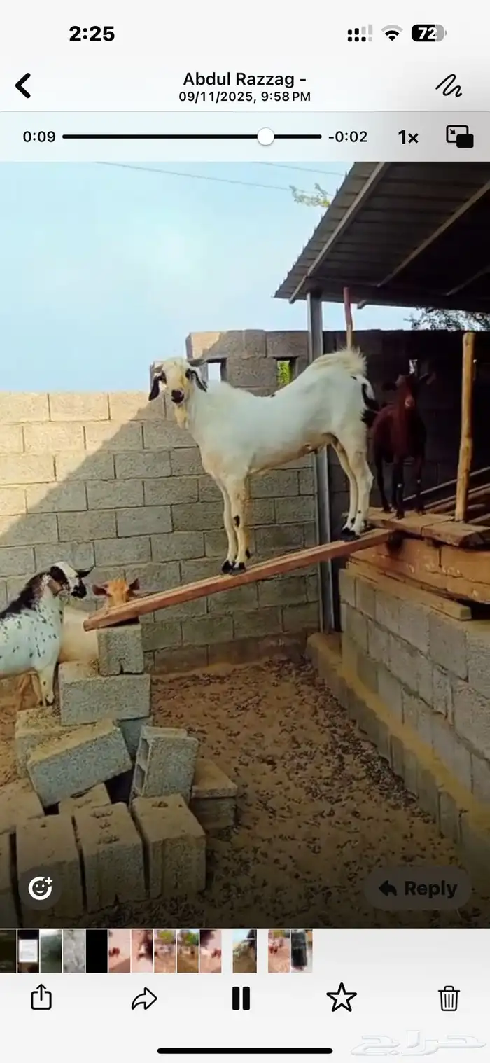 تيوس وفحول ماعز بيشي 3