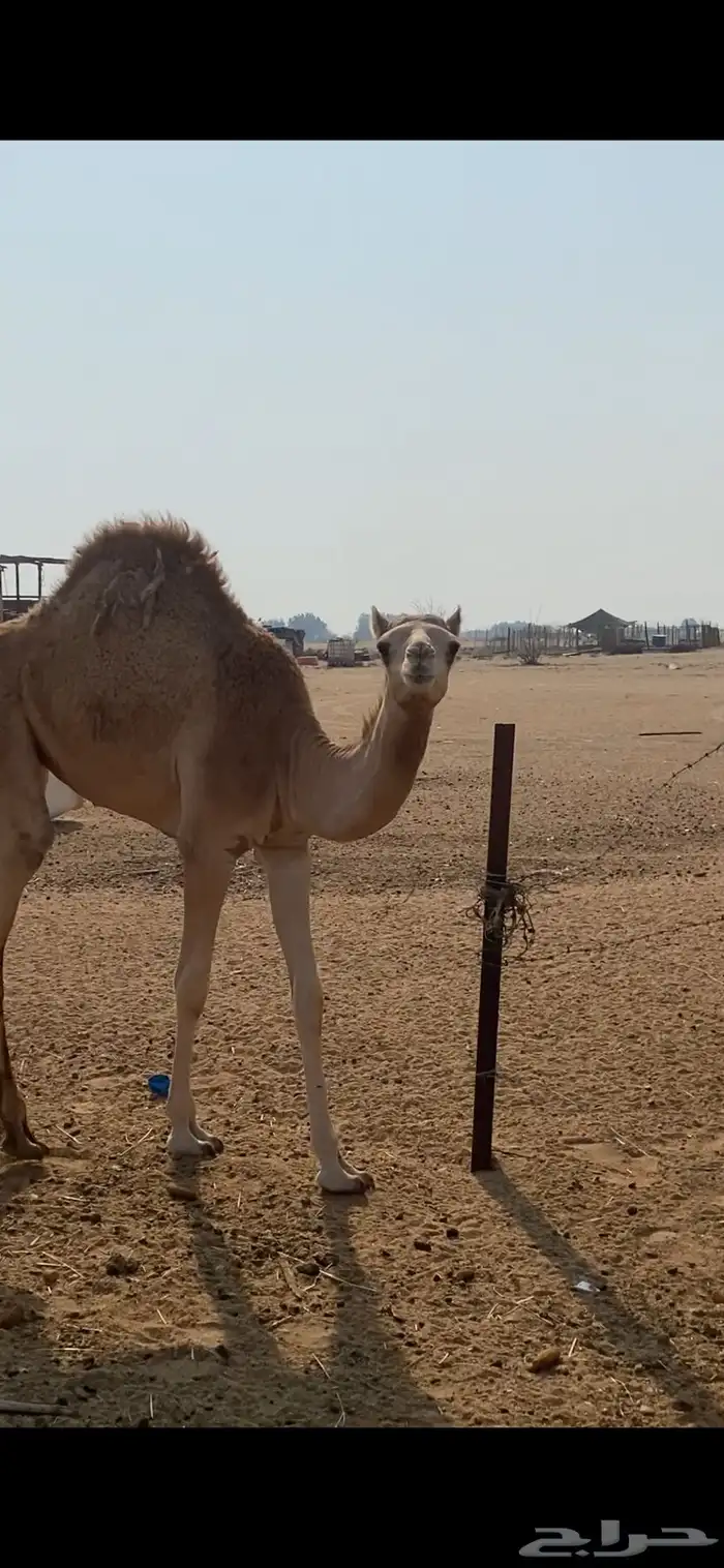 بكره اصال هجين حره 0