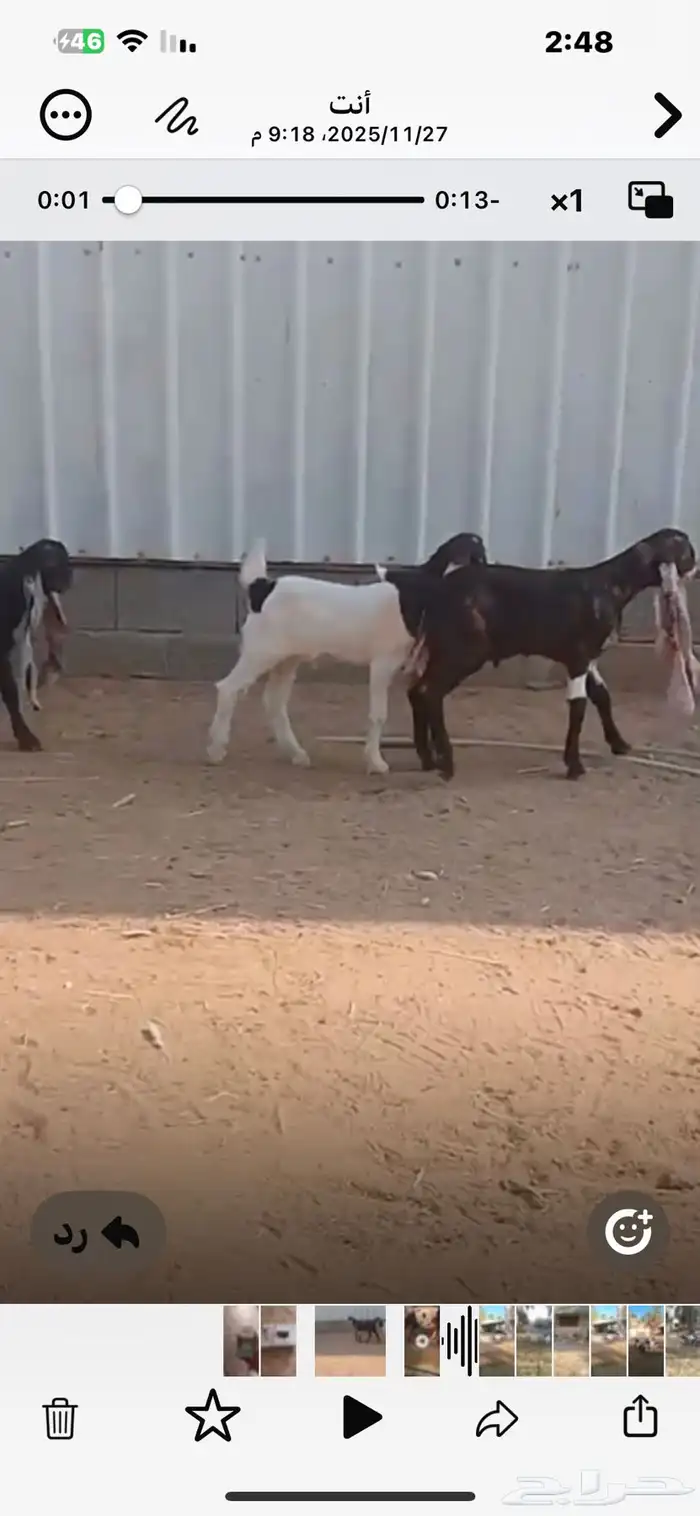 دواغير حجازية طيبة 1