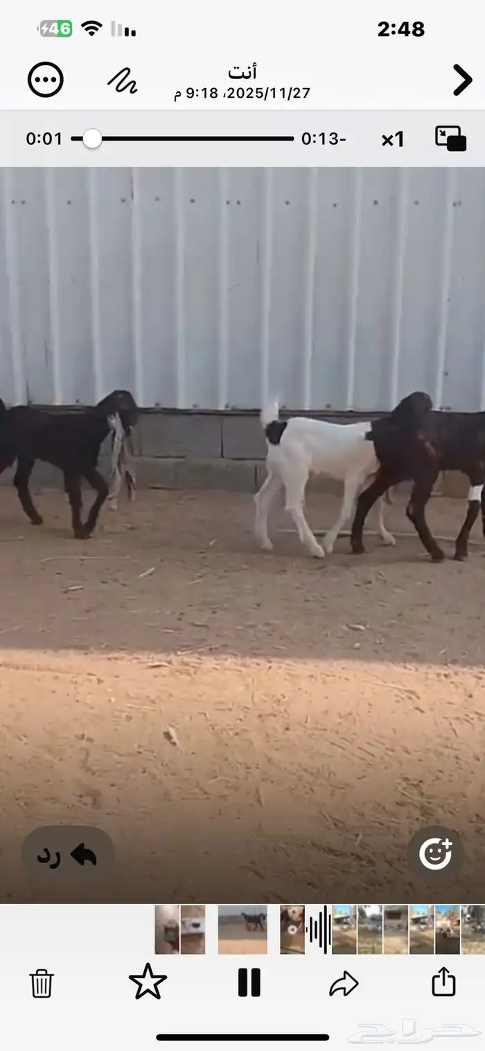 دواغير حجازية طيبة 0