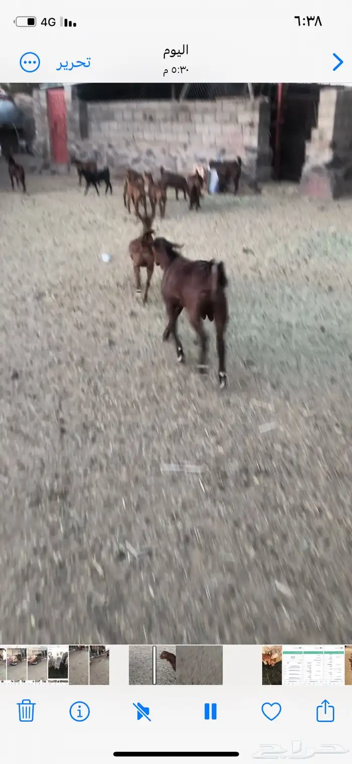 تيس جذع فحل حار 1