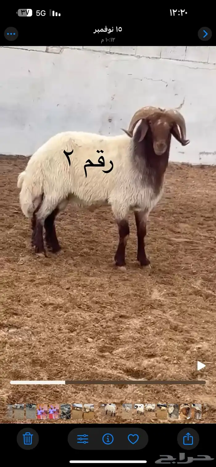 فحول نعيم مشروطه للبيع 2