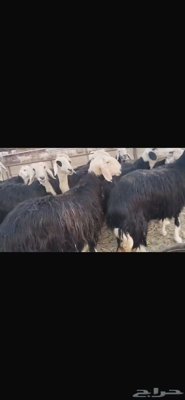 للبيع غنم نجديات صنف دفيع( تم البيع 1
