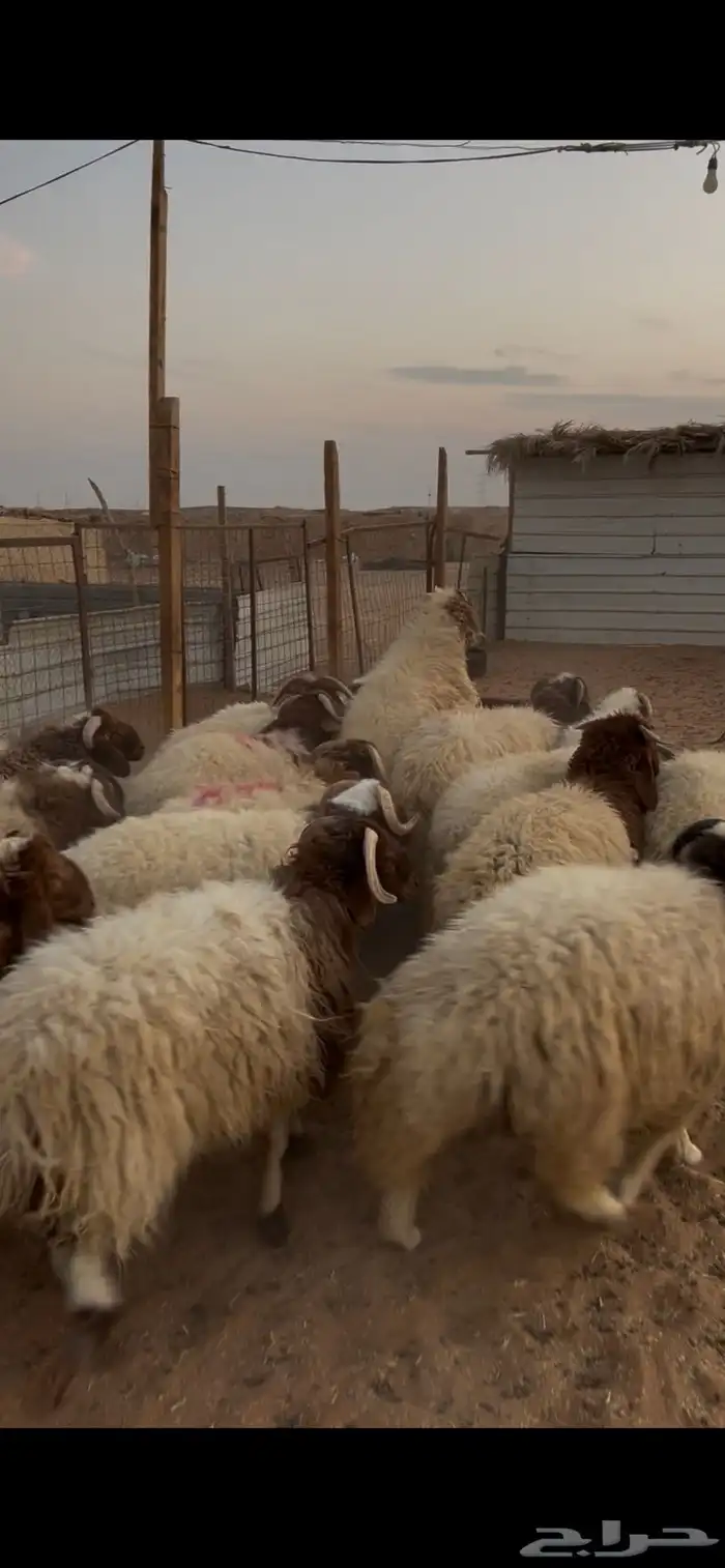 نعيم فوق سبع شهور 2