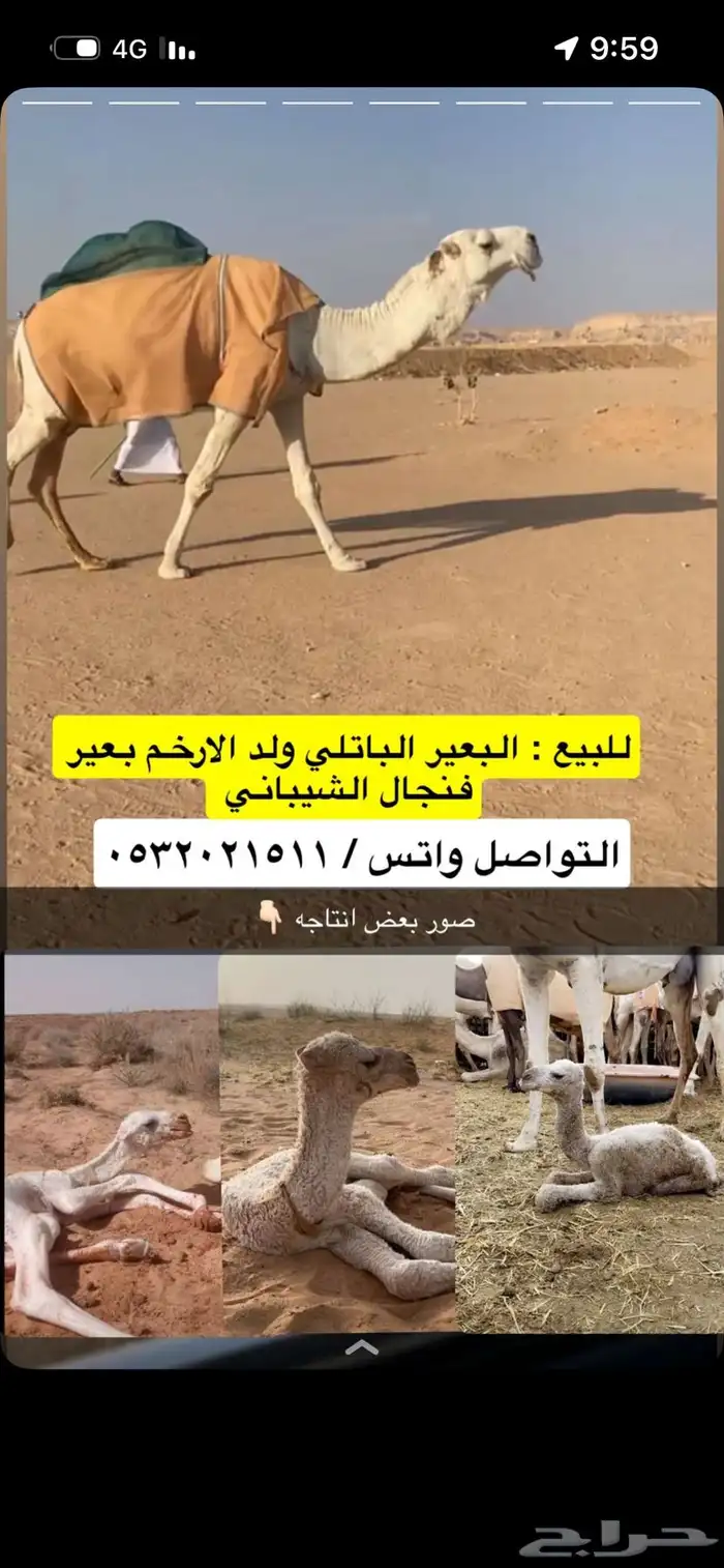 بعير للبيع 0