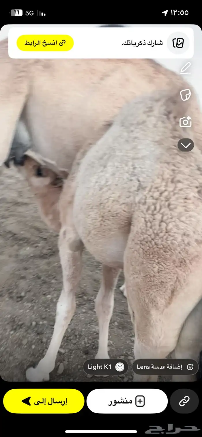 بكره عمرها 5 اشهر على حليب أمها فل شحم سراة عبيده 2