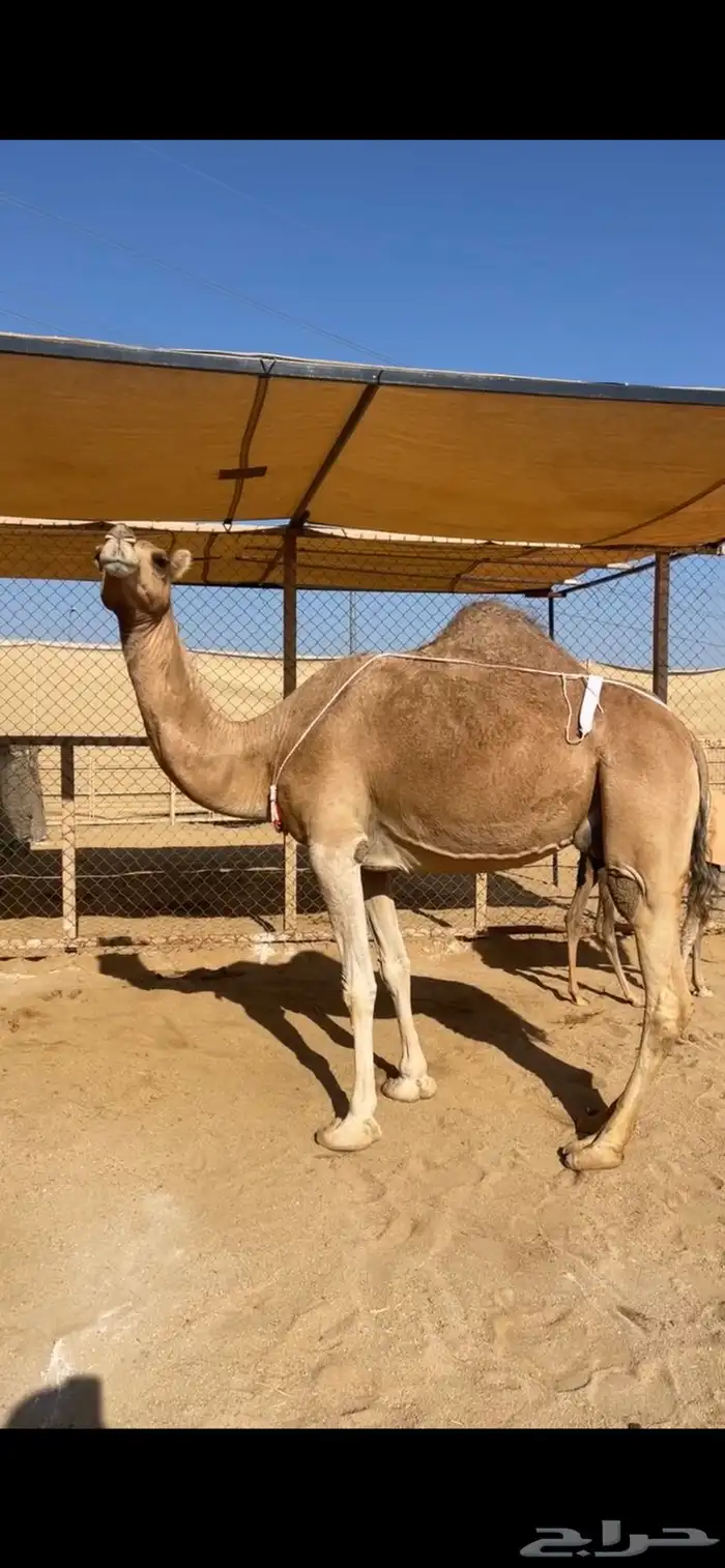 خلفة ساحلية منيحة 3