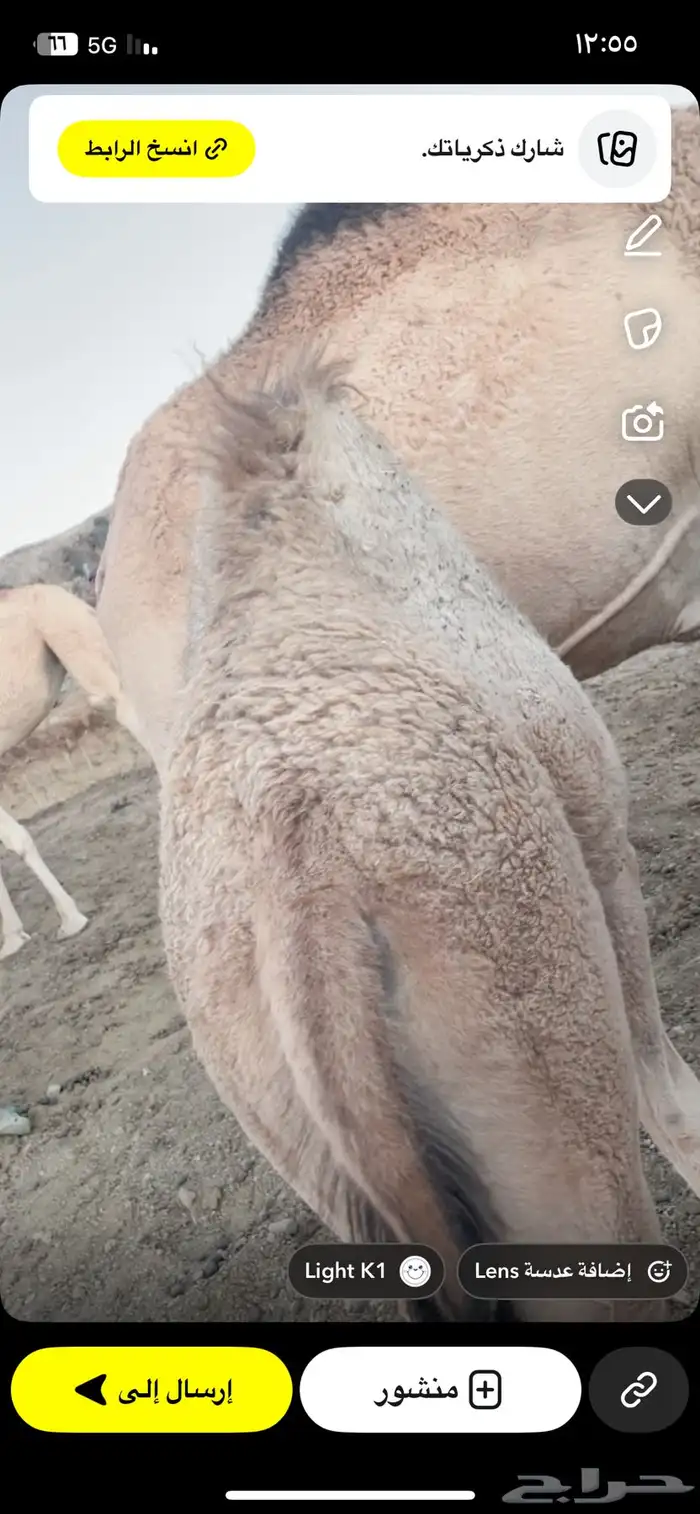 بكره عمرها 5 اشهر على حليب أمها فل شحم سراة عبيده 1