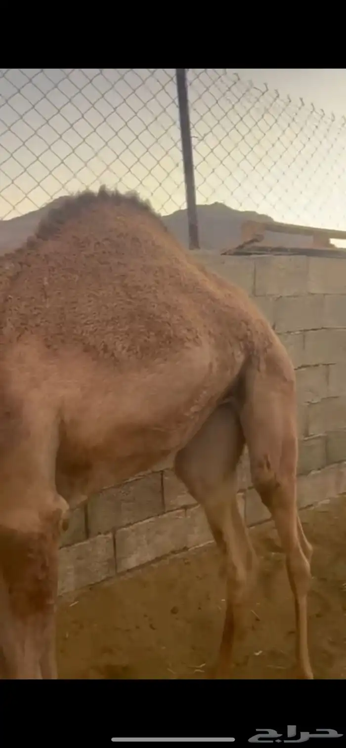 بكره للبيع 1