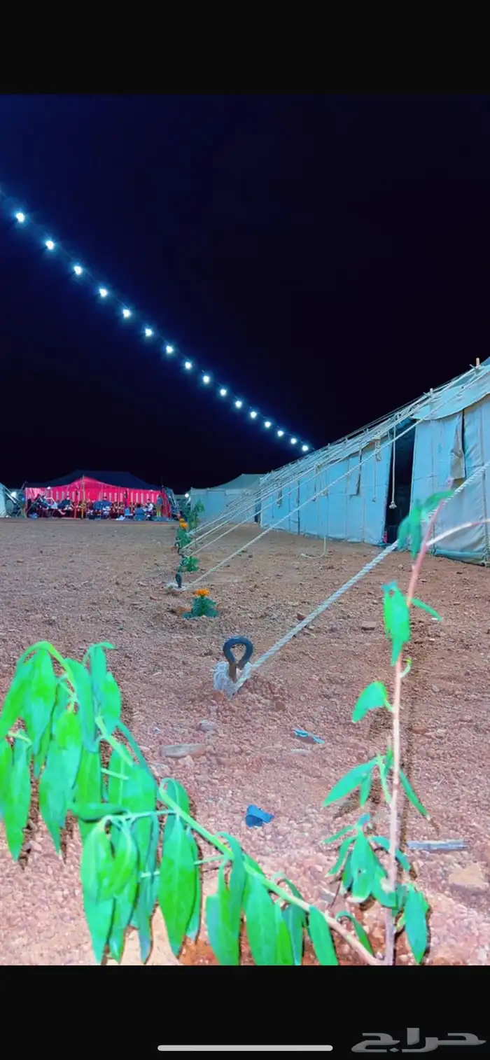 مخيم الدانه البري نقبين (شعيب عانقه) 1