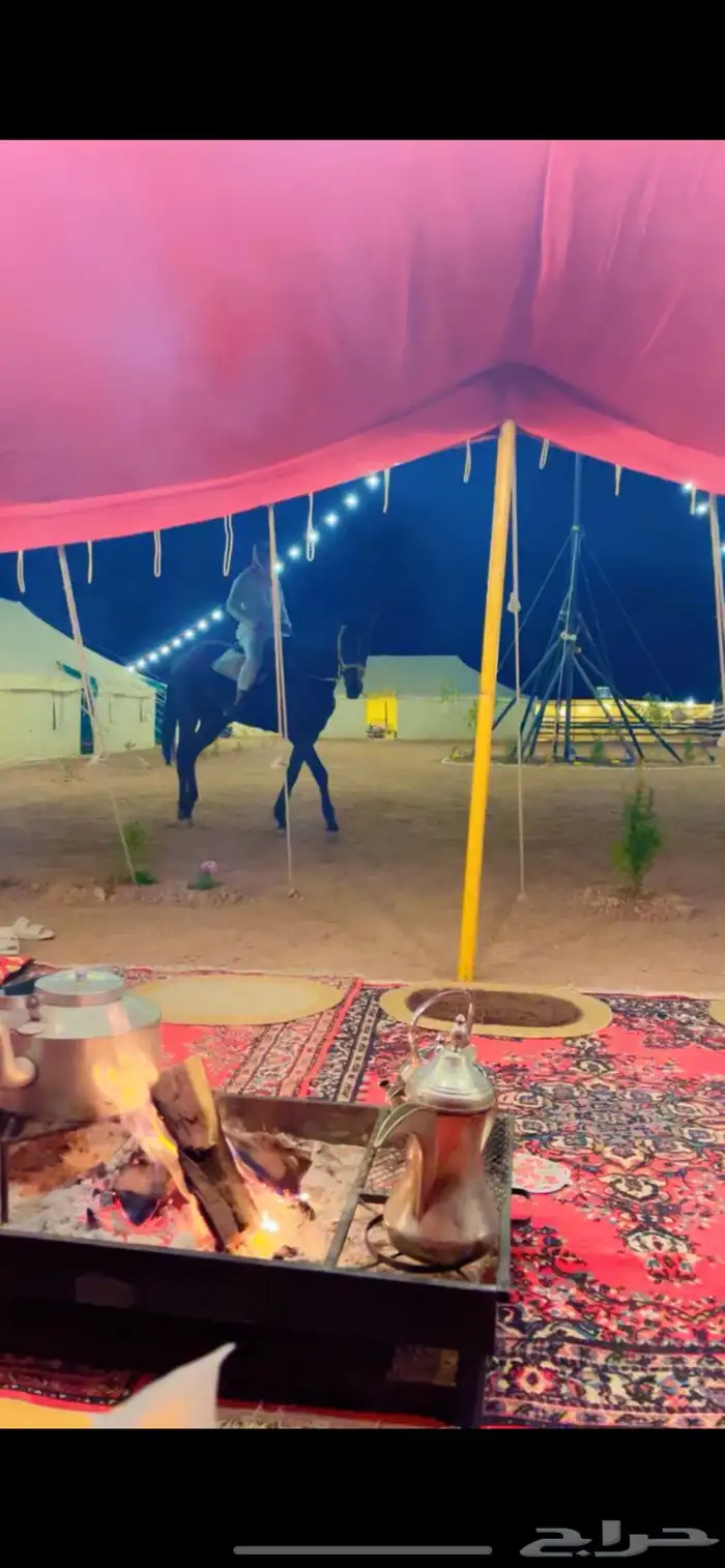 مخيم الدانه البري نقبين (شعيب عانقه) 11