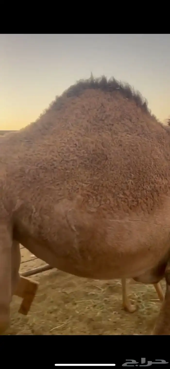 بكره للبيع 2