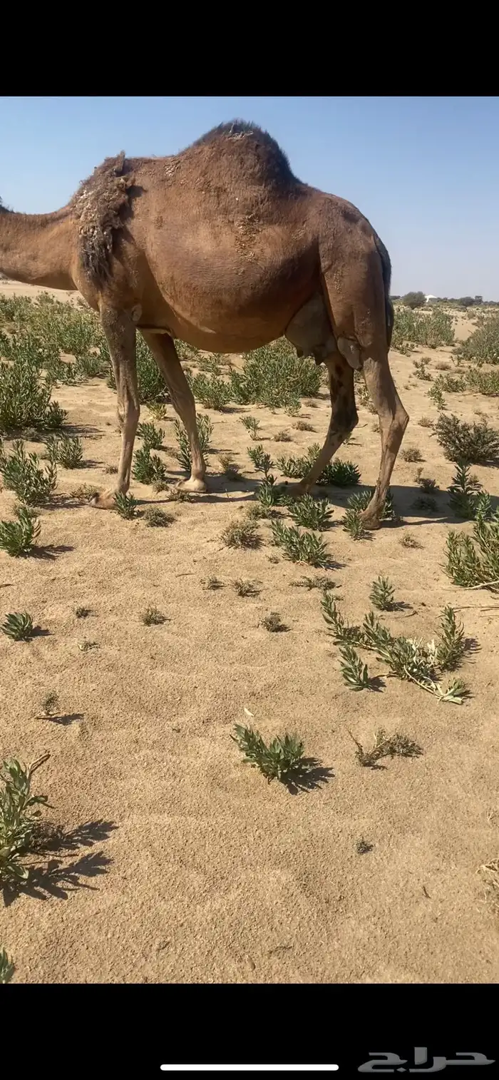 ناقة لقحة حمرا كفوو 0