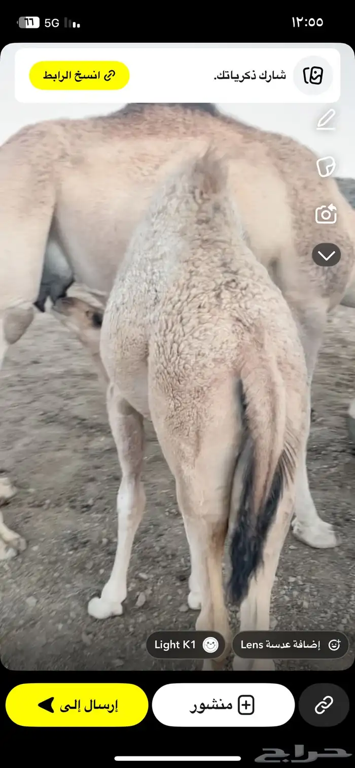 بكره عمرها 5 اشهر على حليب أمها فل شحم سراة عبيده 3