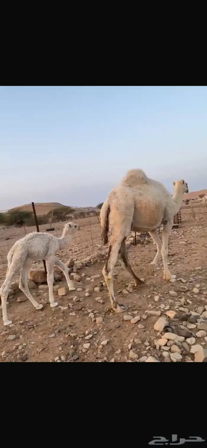 خلفه ام ثاني تحتها قعود 0