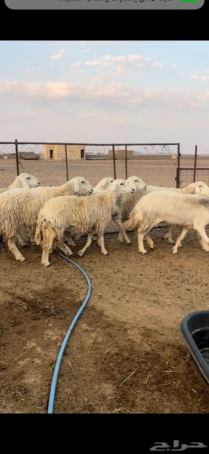 غنم حريات حرش 2