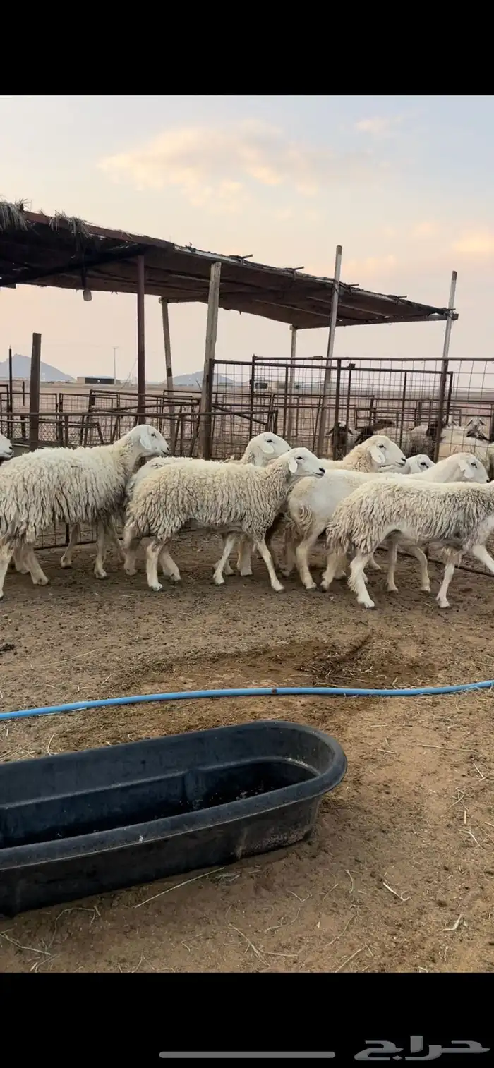 غنم حريات حرش 0