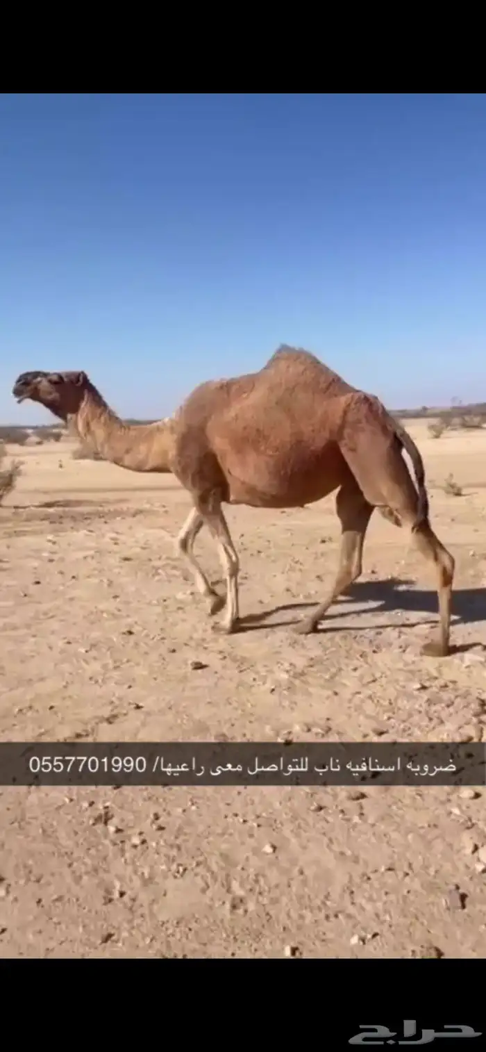 ناقه ضروبه طيبه 1