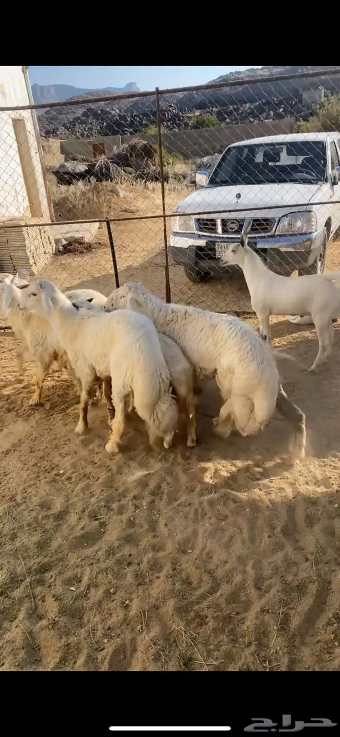 تيوس وخرفان 1