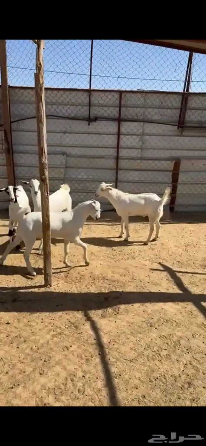 تيوس وخرفان 6