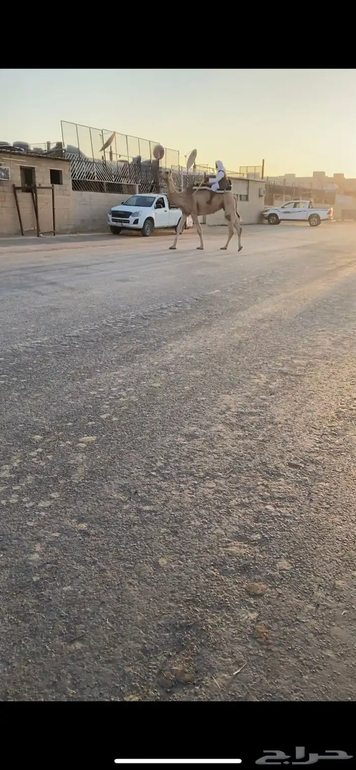 ناقه بعير ركبي رحول طوع على شرط 0