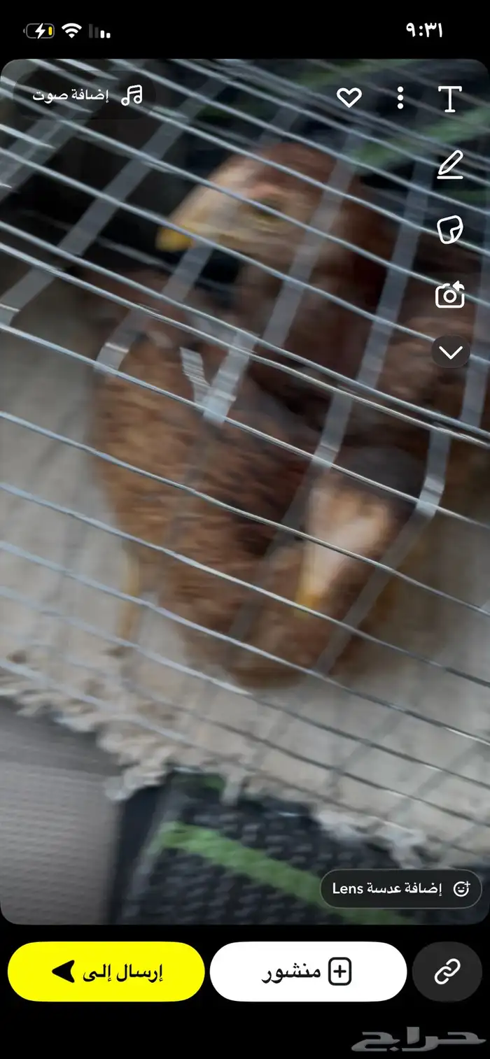 دج دجاج باكستاني وبلدي فروخ 1