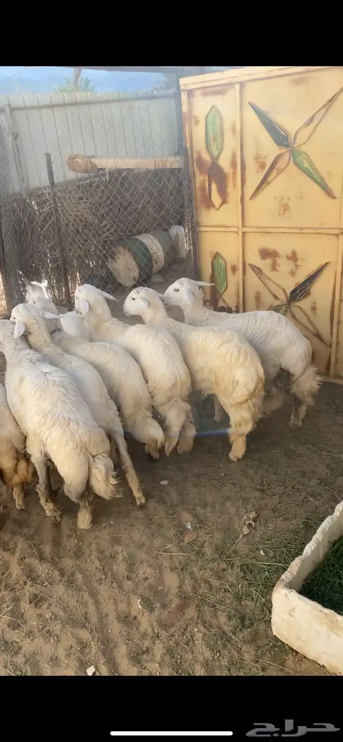 تيوس وخرفان 2